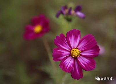 成片格桑花相伴！南通市區這段路美不勝收