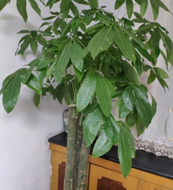 發財樹黃葉干葉的4種情況及改善方法