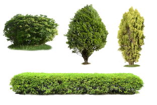 過度砍伐樹木 剖析其背后的多重驅動因素