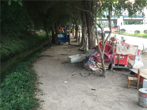 樹木園門口商販依舊 占道經(jīng)營之外的隱憂與反思