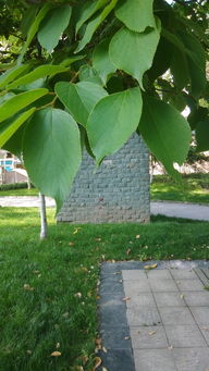 識木尋芳 探索樹木世界的奧秘