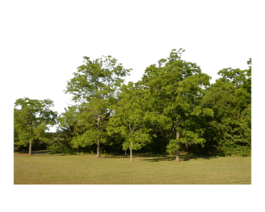 森林之魂——論樹木在生態(tài)系統(tǒng)中的基石作用